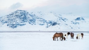 Explore the Viking Age in Iceland with Dr. John Haywood