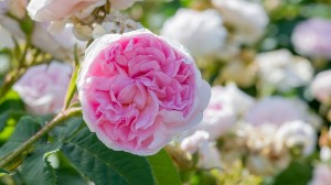 In Highclere Castle’s flower gardens with Lady Carnarvon