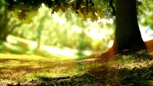 Meditation: Mindfulness with Mona Therese