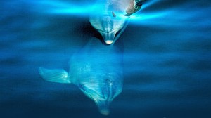 The intriguing sound of marine mammals | Peter Tyack