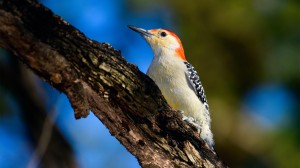 Discover Mississippi Delta bird species with our partners at the Cornell Lab of Ornithology