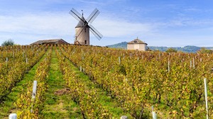 Travel to the heart of Beaujolais with Jean Newman-Glock