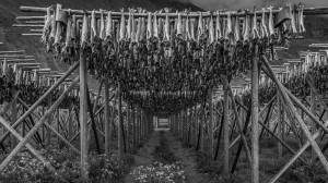 Fish Drying