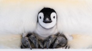 The Wonder Effect Experience