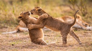 Don't Mess With Big Cats