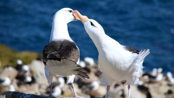 Anne Diamond discusses preserving fragile habitats with Biologist Joshua Powell