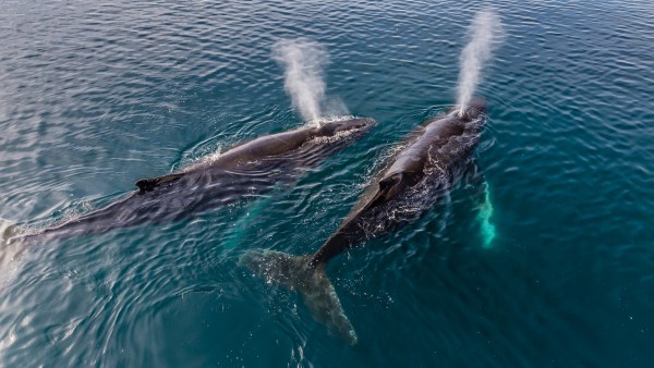 Top 10: incredible experiences to inspire wanderlust in Antarctica