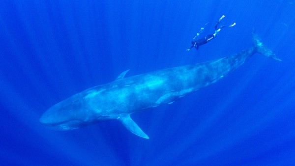 Alastair Miller in conversation with wildlife photographer Amos Nachoum