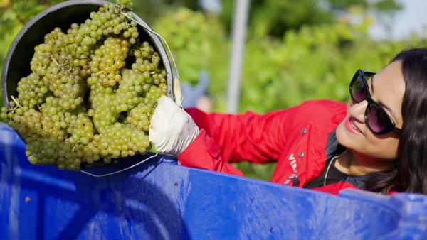 Discover the award-winning English wines of Oxney Organic Estate