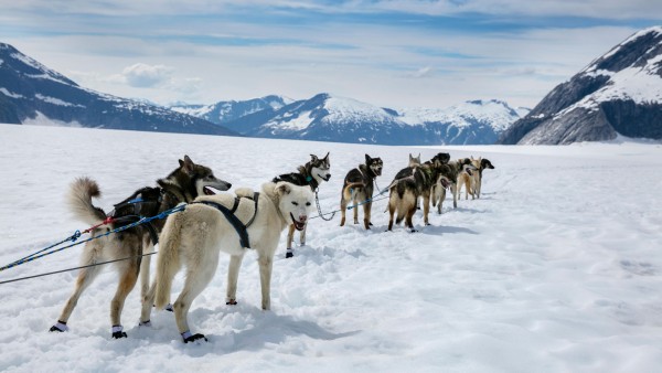 Go behind the sled to discover dog driving with polar expert Nick Cox
