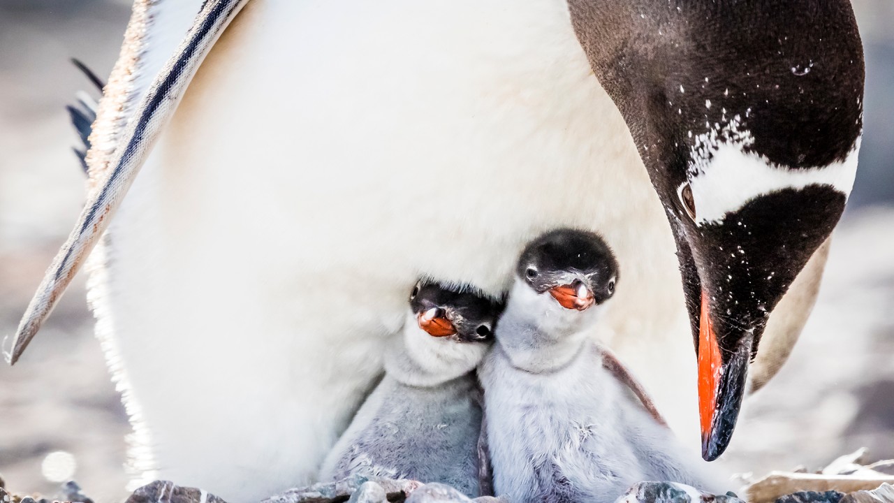 Anne Diamond discusses penguins and the Antarctic environment with Ron Naveen of Oceanites)