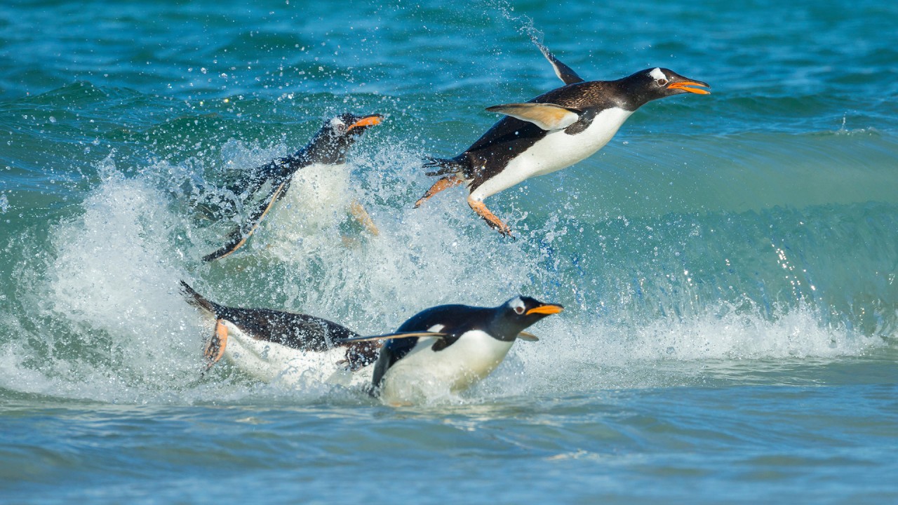 Commemorate World Penguin Day with noted penguin expert Ron Naveen, founder of Oceanites )