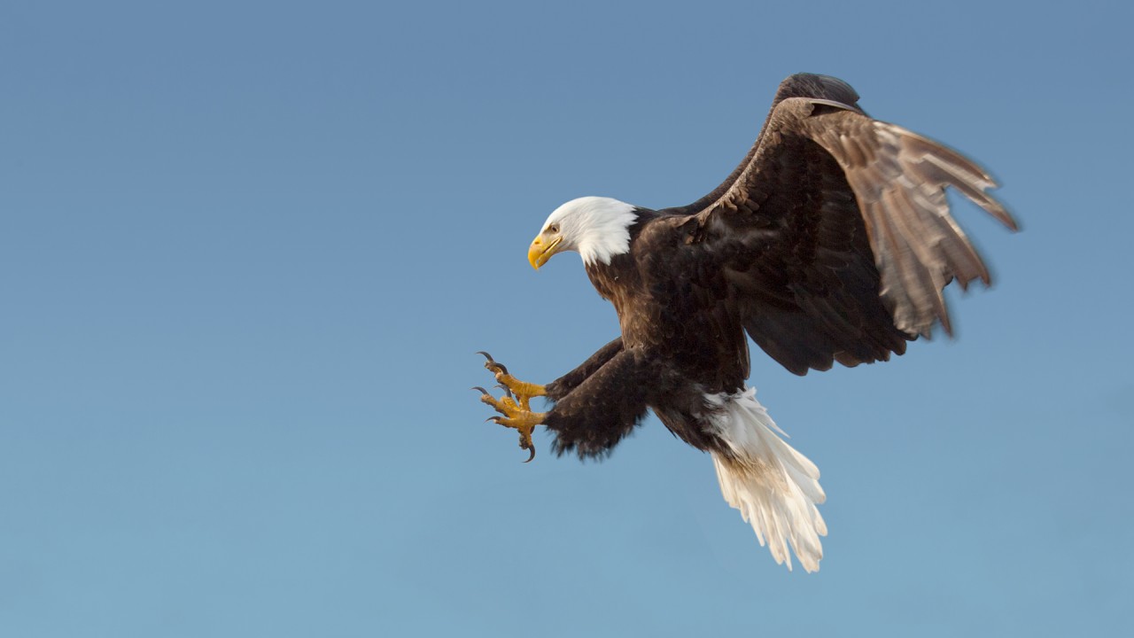 Journey to Sitka for a tour of the Alaska Raptor Center)