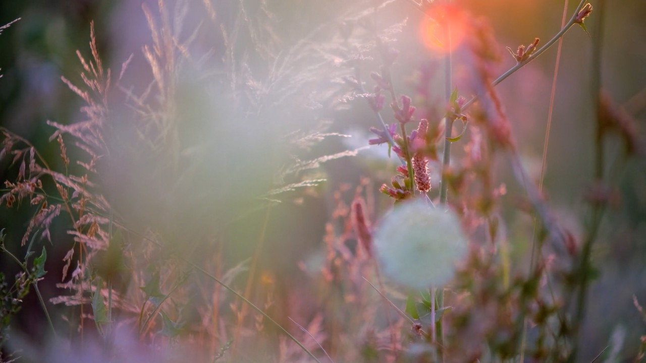 Meditation: Mindfulness with Mona Therese, Going Inward)