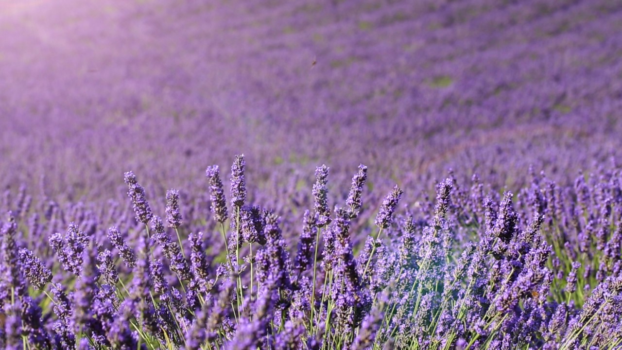 Podcast: Mindfulness with Mona Therese (Lavendar Meditation))