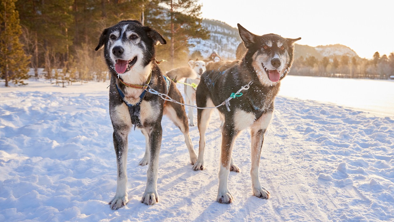Learn about the huskies of Alta and life in the Arctic Circle)